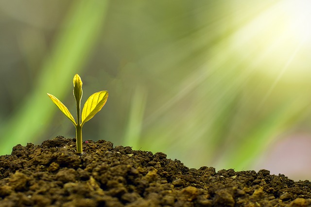 Ontdek de wonderlijke wereld van fotosynthese, bloemenvariaties, zaadontwikkeling en plantenbiodiversiteit Ontdek de wonderlijke wereld van fotosynthese, bloemenvariaties, zaadontwikkeling en plantenbiodiversiteit
