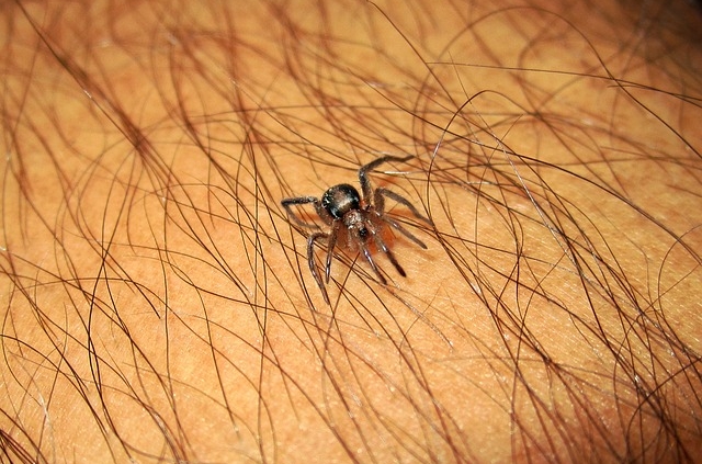 Wat te doen bij een insectenbeet: ontdek tips en middeltjes